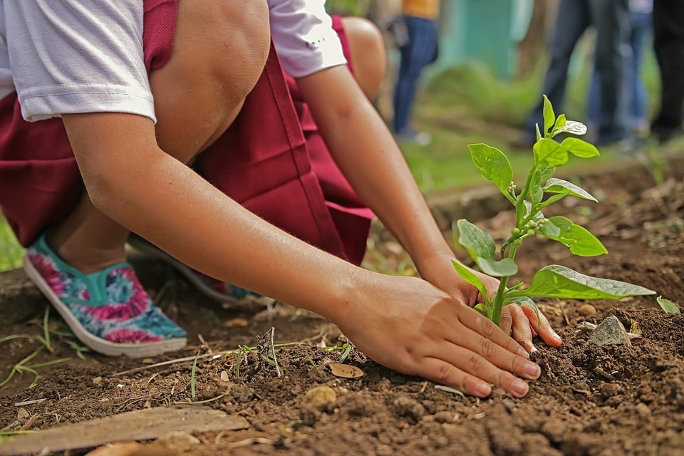 Choisir des plantes faciles à cultiver pour débuter au jardin