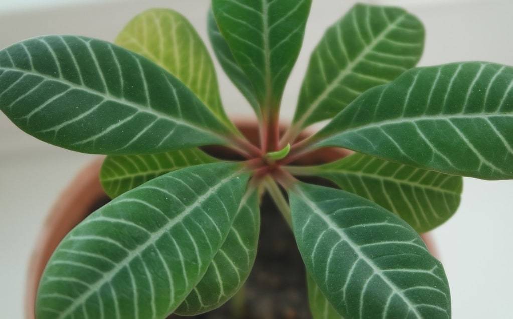 Installer des plantes en pot pour une terrasse verdoyante