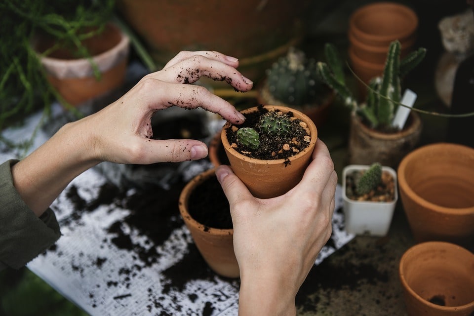 Multiplier les plantes par bouturage sans matériel complexe